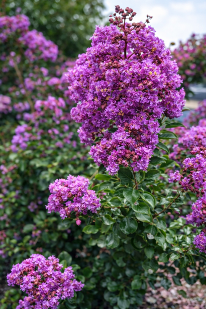 Лагерстремія індійська Петіт Орчід|Lagerstroemia indica Petite Orchid|Лагерстремия индийская Петит Орчид